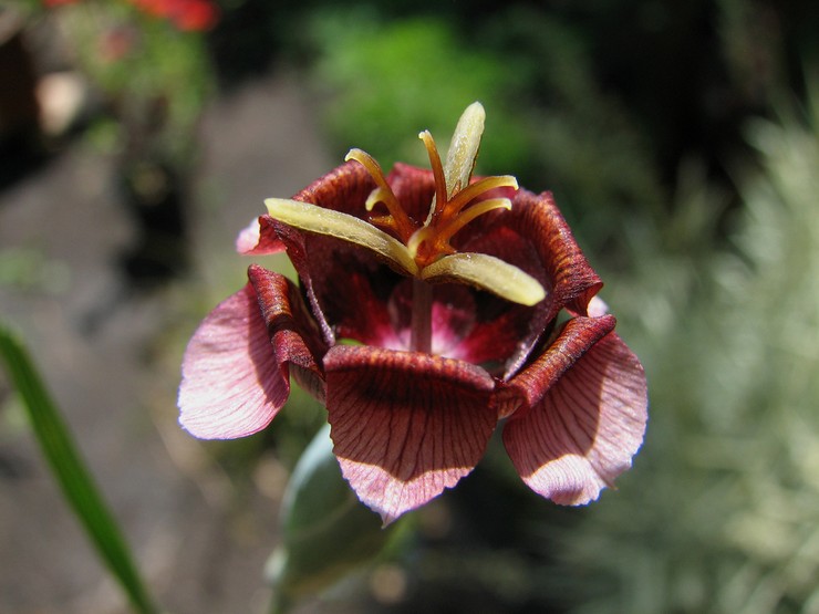 Tigridia multiflorous