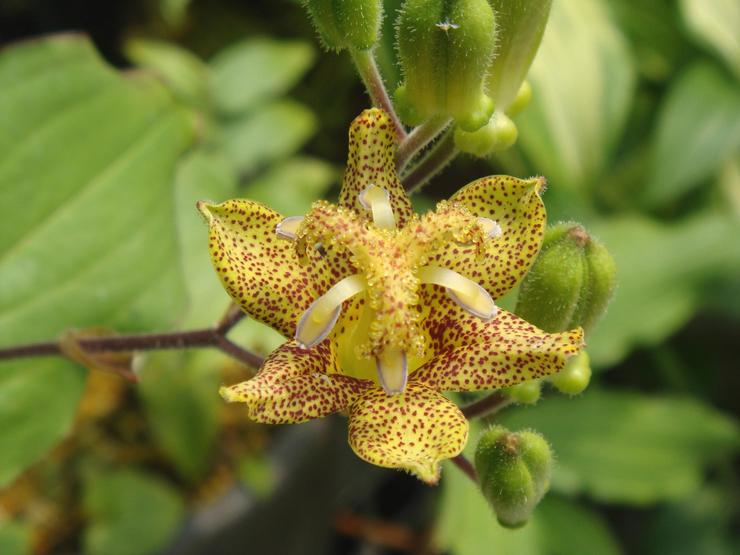 Tricirtis bredblad