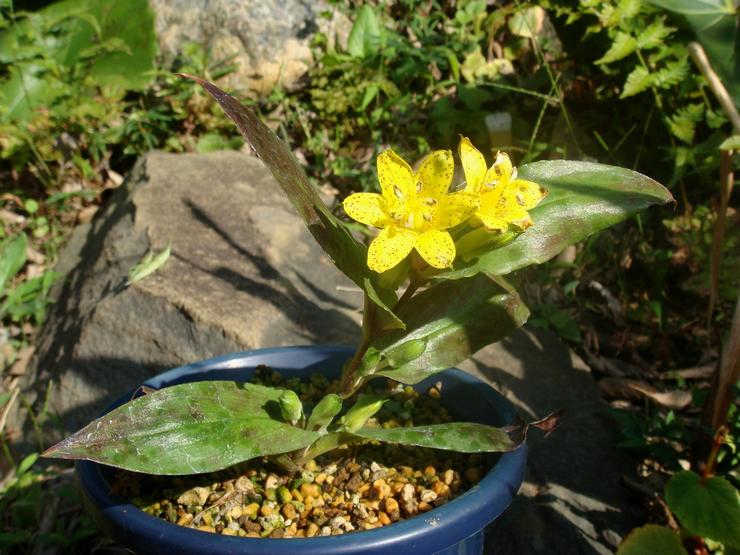 Tricirtis berwarna kuning