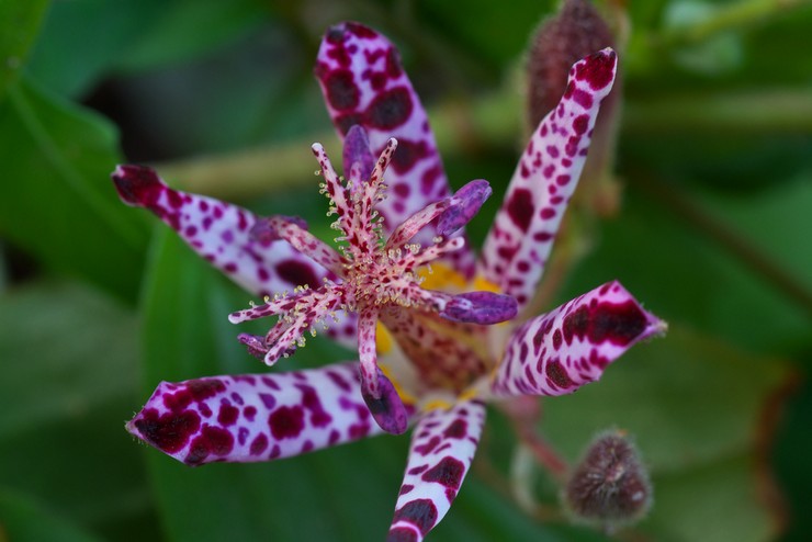 Tricirtis taiwanesiska