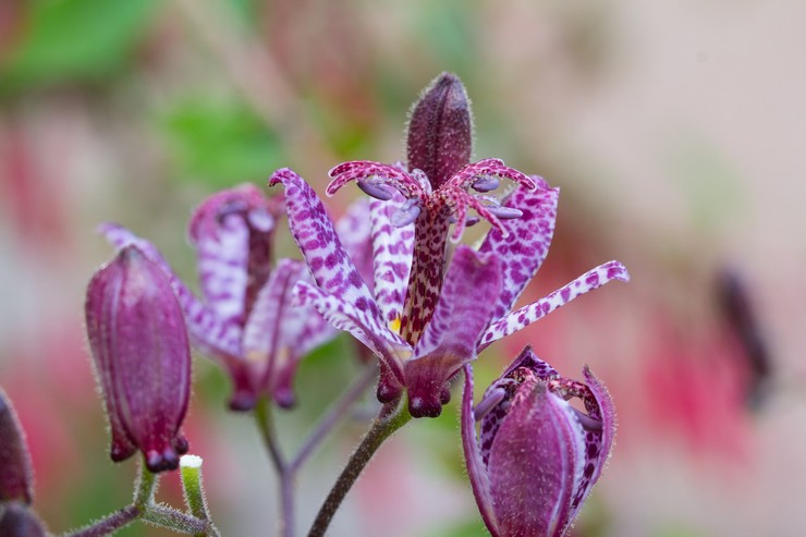 Tricirtis berambut pendek