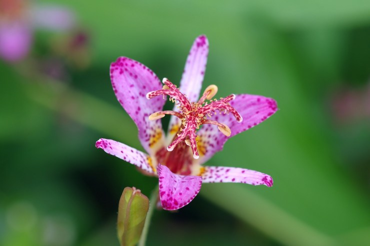 Tricyrtis berkaki panjang