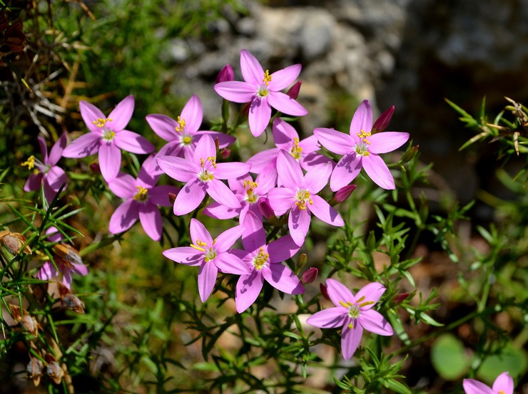 Menjaga centaury di kebun