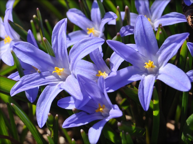 Chionodox