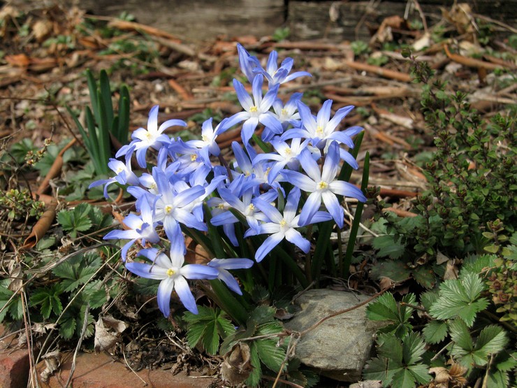 Plantering av chionodox i det öppna fältet