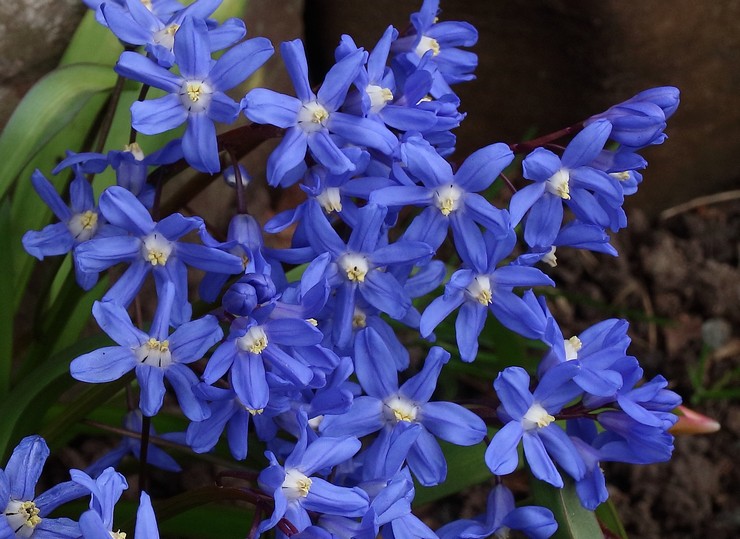 Chionodoxa sardiska