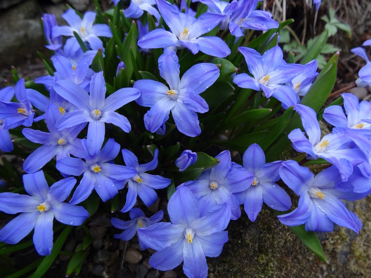 Merawat chionodox di kebun