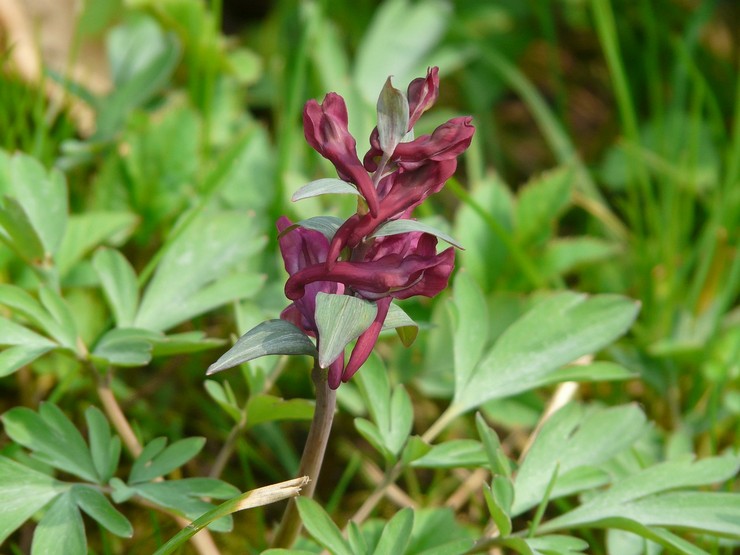 Corydalis blomma beskrivning