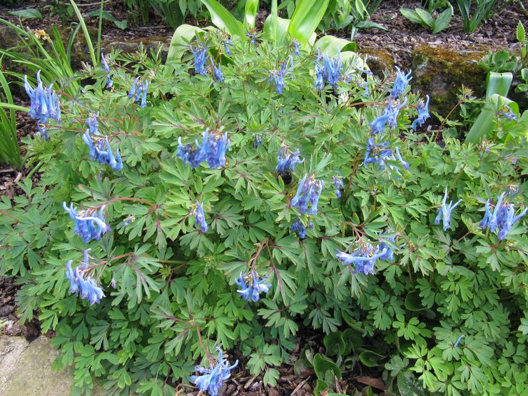 Corydalis vård i trädgården