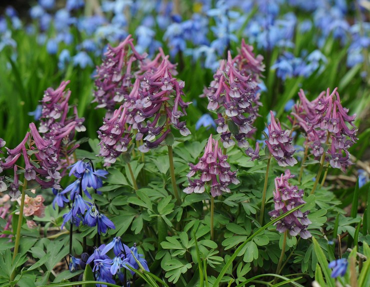 Typer och sorter av corydalis med ett foto