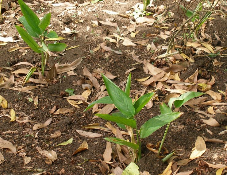 Plantering av gurkmeja