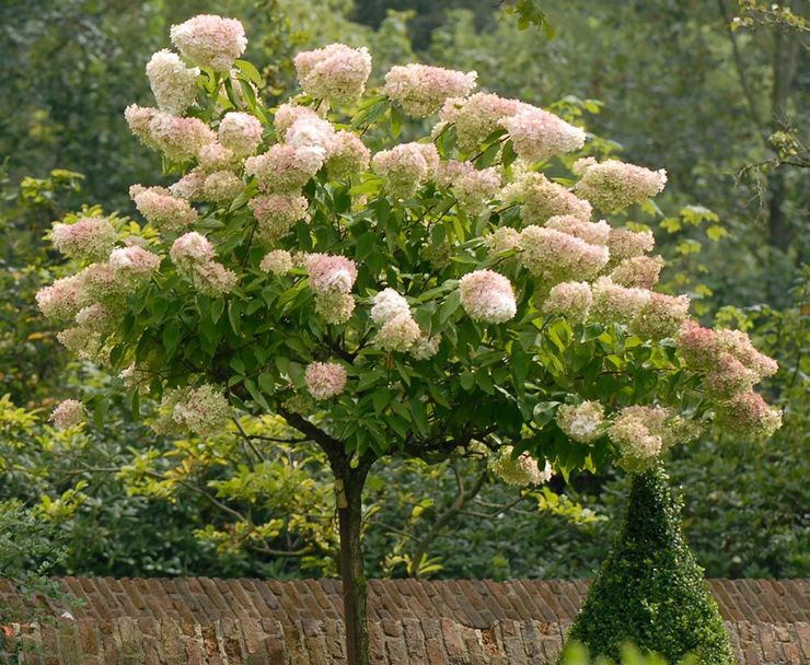 Hydrangea paniculata i landskapsdesign