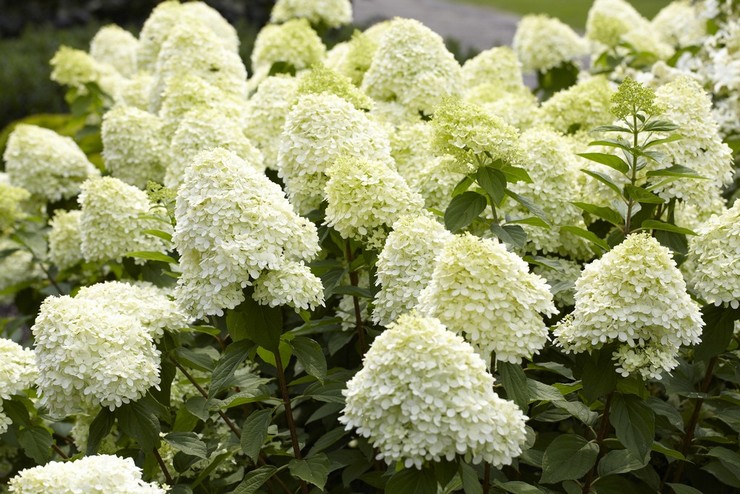 Hidrangea paniculata