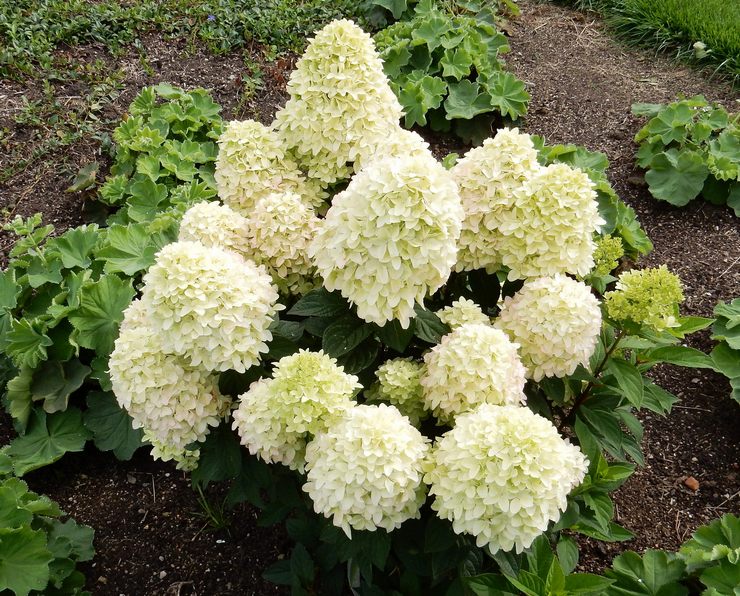 Plantering av hortensia paniculata