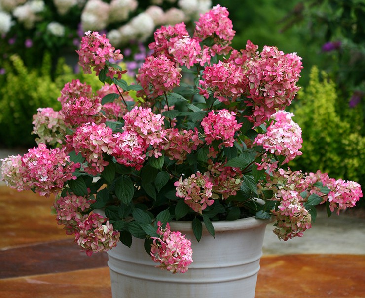 Reproduktion av hortensia paniculata