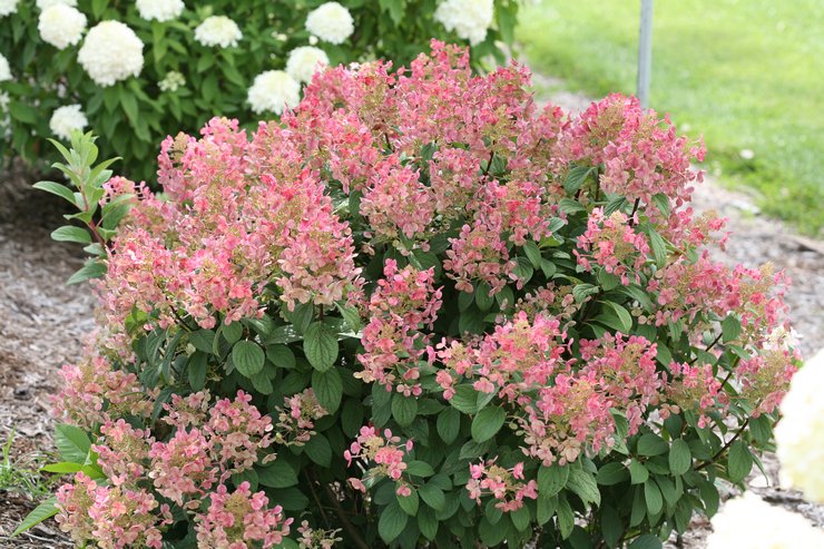 Sorter av hortensia paniculata