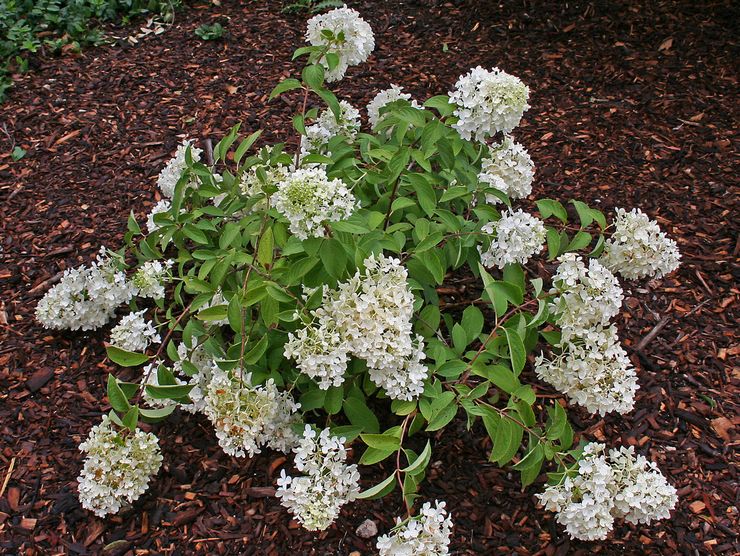 Penjagaan hidrangea paniculata