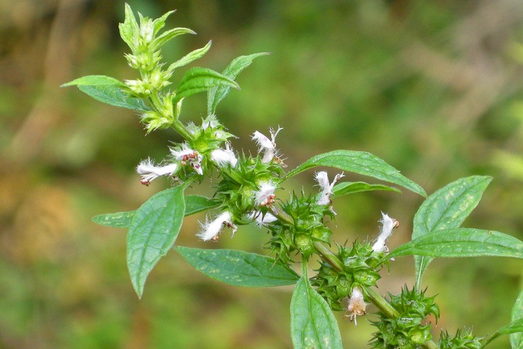 motherwort