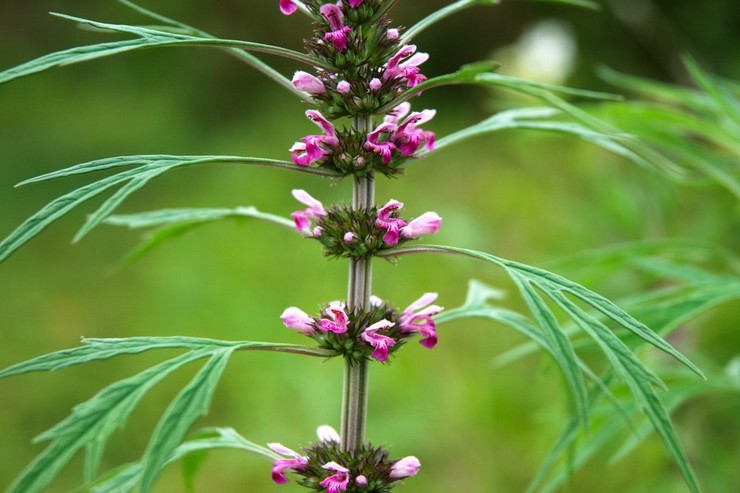 Motherwort