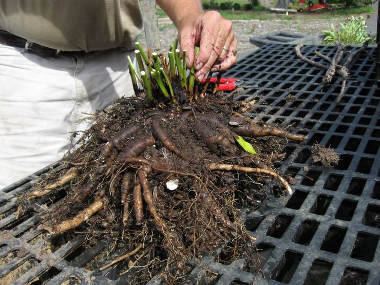 Samlar Mary's Root