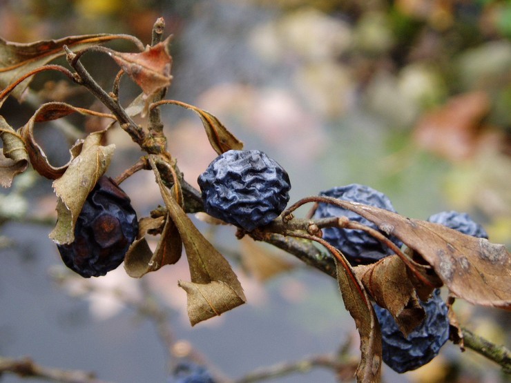 Penyakit dan perosak blackthorn