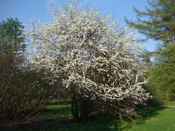 Penjagaan duri di kebun