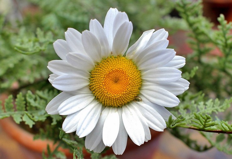 Penerangan mengenai bunga feverfew