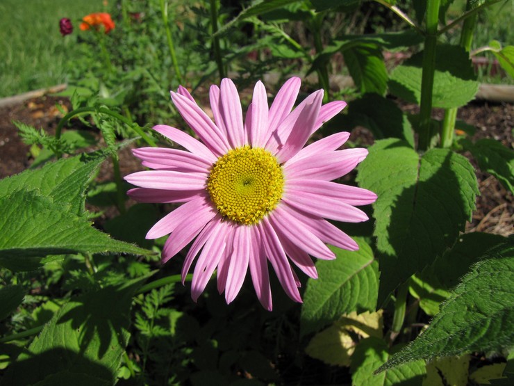 Menanam feverfew