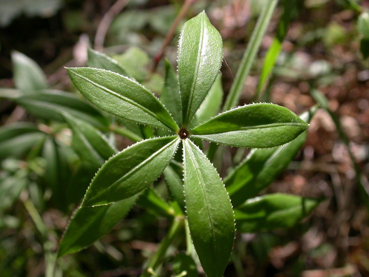 Marena orang Georgia