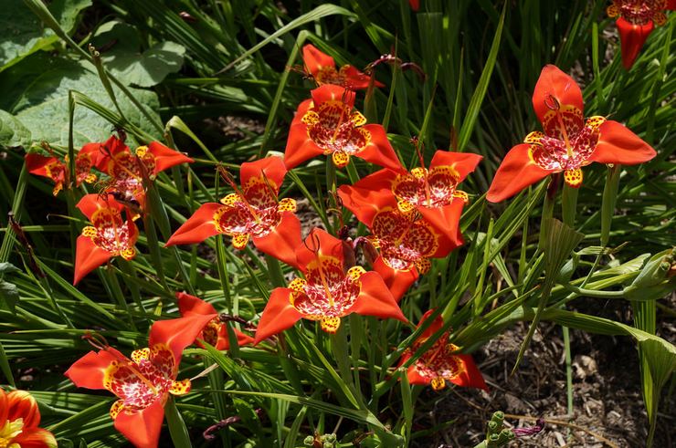 Merawat tigridia di kebun