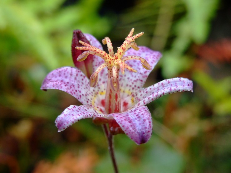 Egenskaper hos tricyrtisblomman