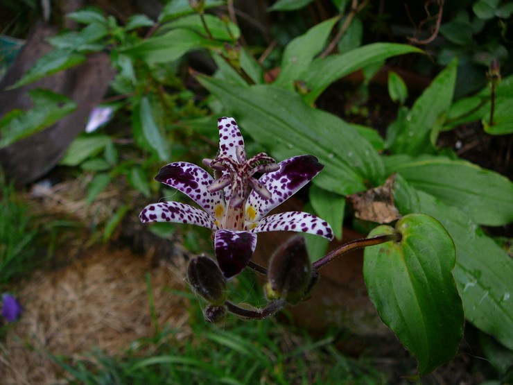 Plantering tricirtis