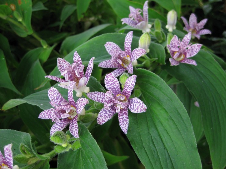 Sköter om tricyrtis i trädgården