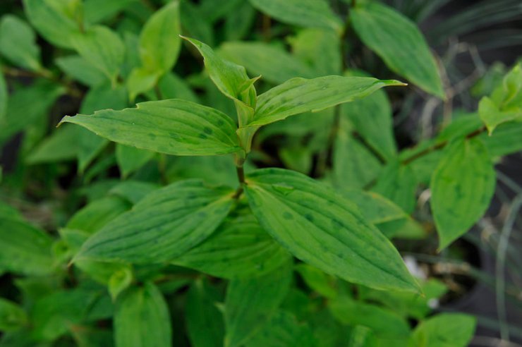 Musim sejuk tricyrtis