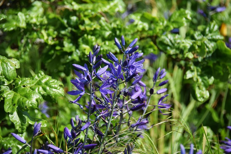 Sjukdomar och skadedjur av camassia