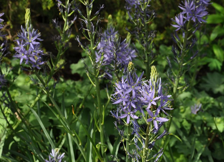 Camassia Kuzika