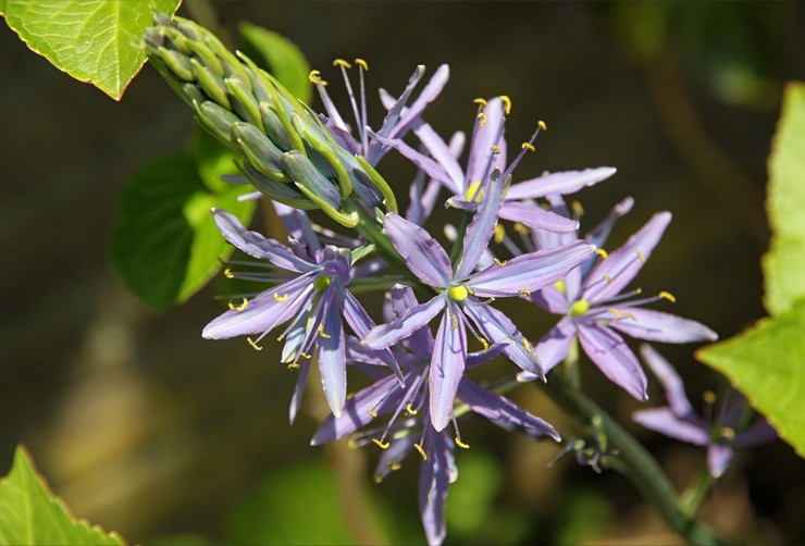 Camassia