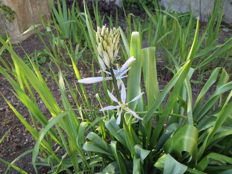 Landar camassia