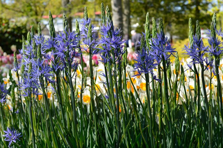 Camassia vård