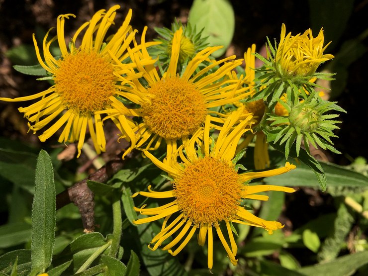 Elecampane brittisk