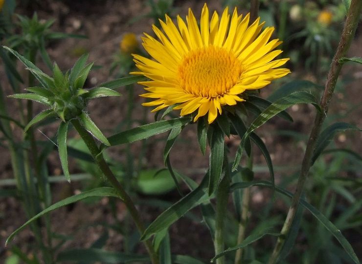 Elecampane svärdman