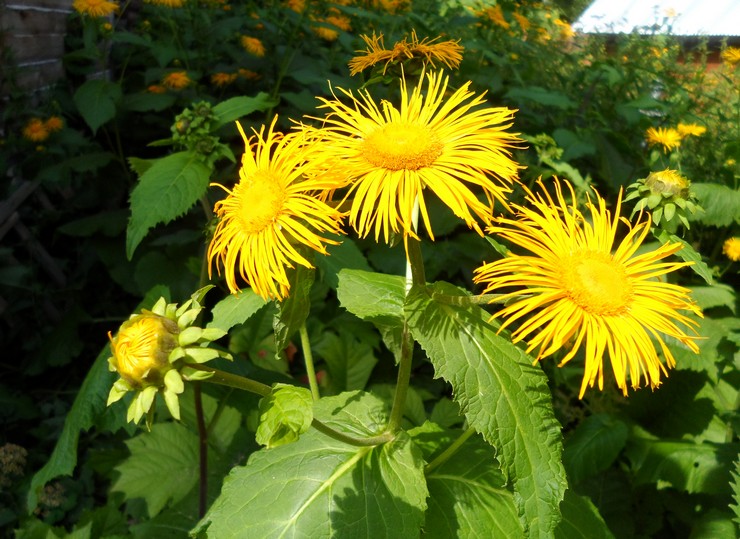 Elecampane tinggi