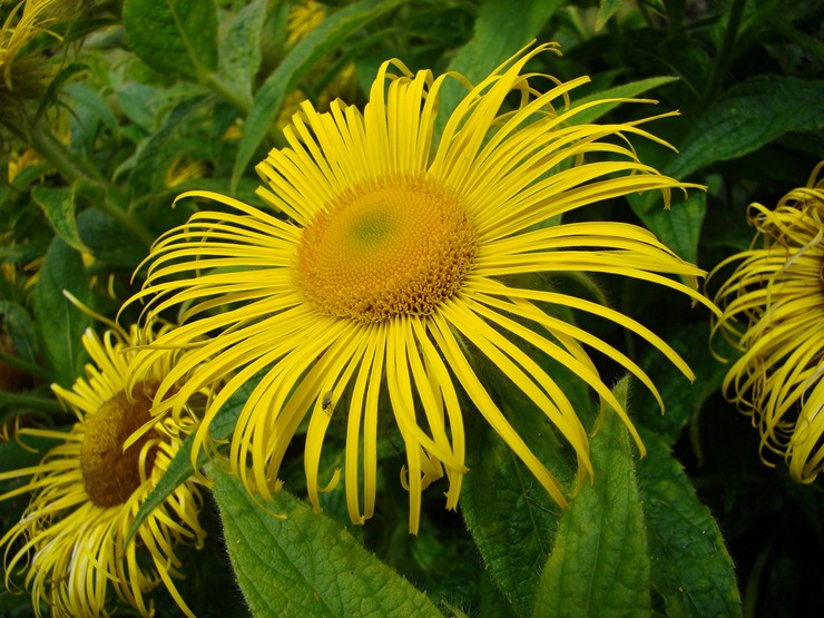 Elecampane megah