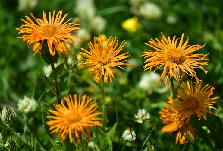 Elecampane timur