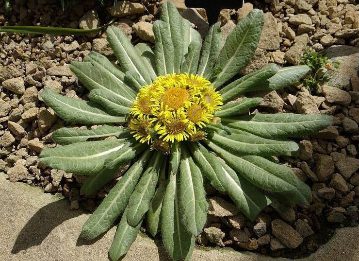 Elecampane rothuvud