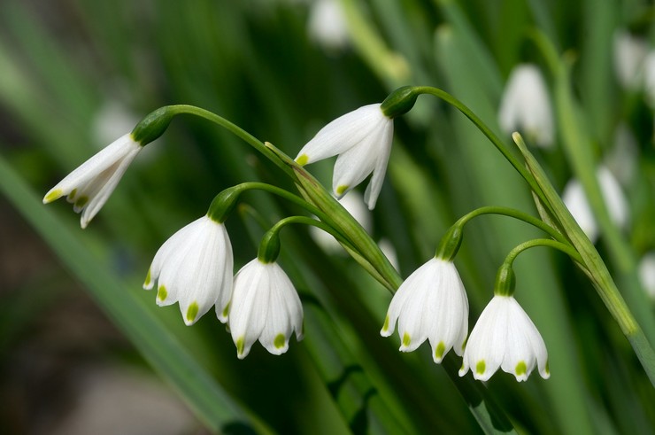 Sommar vit blomma