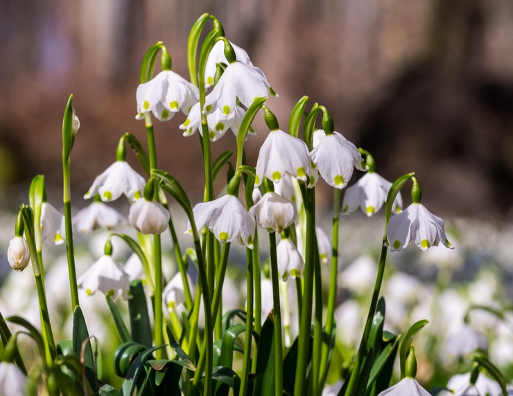 Vårblomma för vår