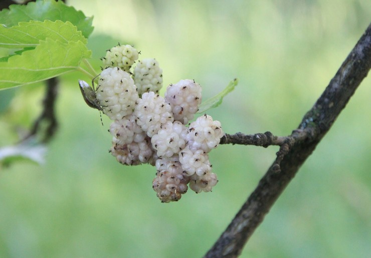 Mulberry putih