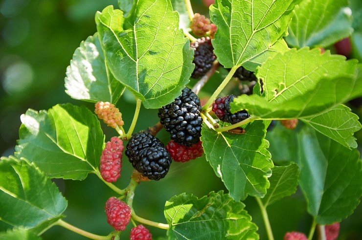 Mulberry hitam