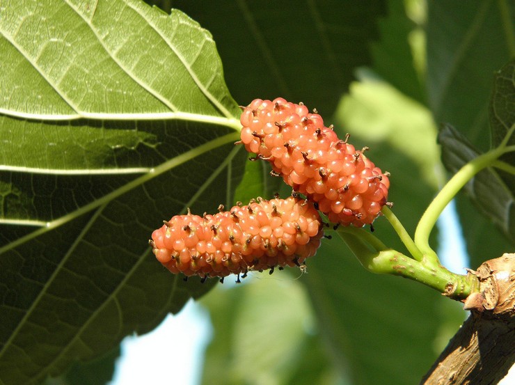 Mulberry merah